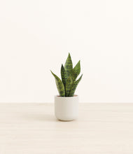 Load image into Gallery viewer, Cotton White*****Profile
