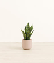 Load image into Gallery viewer, Sandy Pink*****Profile
