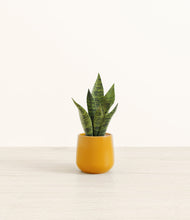 Load image into Gallery viewer, Mustard*****Profile
