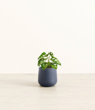 Lade das Bild in den Galerie-Viewer, Deep Navy*****Profile
