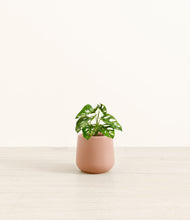 Lade das Bild in den Galerie-Viewer, Calm Rose*****Profile
