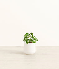 Lade das Bild in den Galerie-Viewer, White*****Profile

