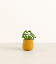 Lade das Bild in den Galerie-Viewer, Mustard*****Profile
