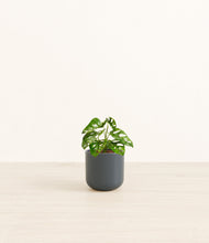 Load image into Gallery viewer, Iron Gray*****Profile
