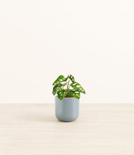 Load image into Gallery viewer, Misty Blue*****Profile
