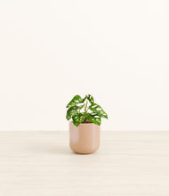 Load image into Gallery viewer, Glossy Pink*****Profile
