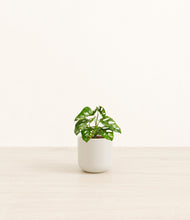 Load image into Gallery viewer, Cotton White*****Profile
