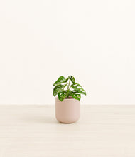 Load image into Gallery viewer, Sandy Pink*****Profile
