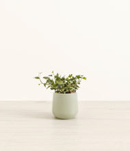 Lade das Bild in den Galerie-Viewer, Ivy small amber
