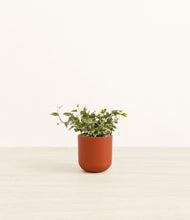 Load image into Gallery viewer, Earth Red*****Profile

