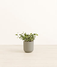 Load image into Gallery viewer, Sage Green*****Profile
