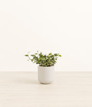 Load image into Gallery viewer, Natural Bamboo*****Profile
