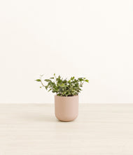 Load image into Gallery viewer, Sandy Pink*****Profile
