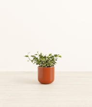 Charger l'image dans la galerie, Glossy Red*****Profile
