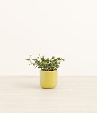Charger l'image dans la galerie, Key Lime Yellow*****Profile
