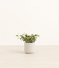 Charger l'image dans la galerie, Cotton White*****Profile
