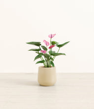 Load image into Gallery viewer, Almond Green*****Profile
