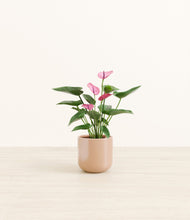 Lade das Bild in den Galerie-Viewer, Glossy Pink*****Profile
