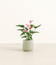 Load image into Gallery viewer, Turquoise*****Profile
