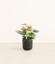 Load image into Gallery viewer, Stone Black*****Profile
