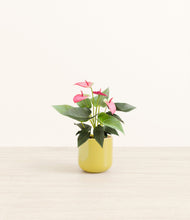 Load image into Gallery viewer, Key Lime Yellow*****Profile

