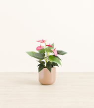 Load image into Gallery viewer, Glossy Pink*****Profile
