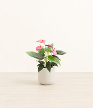 Load image into Gallery viewer, Cotton White*****Profile
