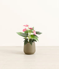 Load image into Gallery viewer, Olive*****Profile

