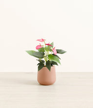 Load image into Gallery viewer, Calm Rose*****Profile

