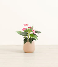 Load image into Gallery viewer, Gentle Pink*****Profile
