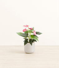 Load image into Gallery viewer, Snowdrift White*****Profile
