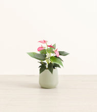 Load image into Gallery viewer, Turquoise*****Profile
