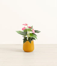 Load image into Gallery viewer, Mustard*****Profile
