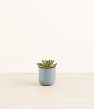 Load image into Gallery viewer, Misty Blue*****Profile
