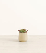 Load image into Gallery viewer, Almond Green*****Profile
