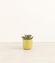 Load image into Gallery viewer, Key Lime Yellow*****Profile
