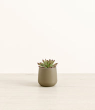 Load image into Gallery viewer, Olive*****Profile
