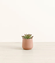 Load image into Gallery viewer, Calm Rose*****Profile
