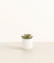 Load image into Gallery viewer, White*****Profile
