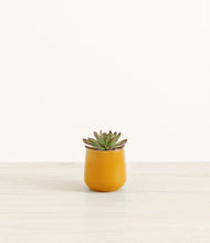 Load image into Gallery viewer, Mustard*****Profile
