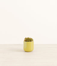 Load image into Gallery viewer, Key Lime Yellow*****Profile
