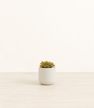 Load image into Gallery viewer, Cotton White*****Profile
