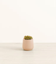 Load image into Gallery viewer, Gentle Pink*****Profile
