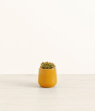 Load image into Gallery viewer, Mustard*****Profile
