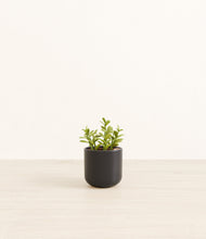 Load image into Gallery viewer, Stone Black*****Profile
