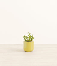 Load image into Gallery viewer, Key Lime Yellow*****Profile
