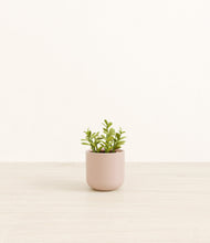 Load image into Gallery viewer, Sandy Pink*****Profile
