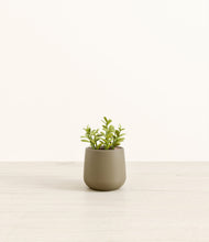Load image into Gallery viewer, Olive*****Profile
