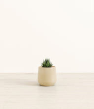 Load image into Gallery viewer, Almond Green*****Profile
