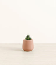 Load image into Gallery viewer, Calm Rose*****Profile
